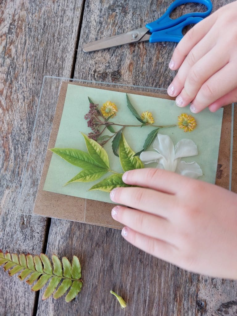 Atelier cyanotype en famille – L’herbier photographique 